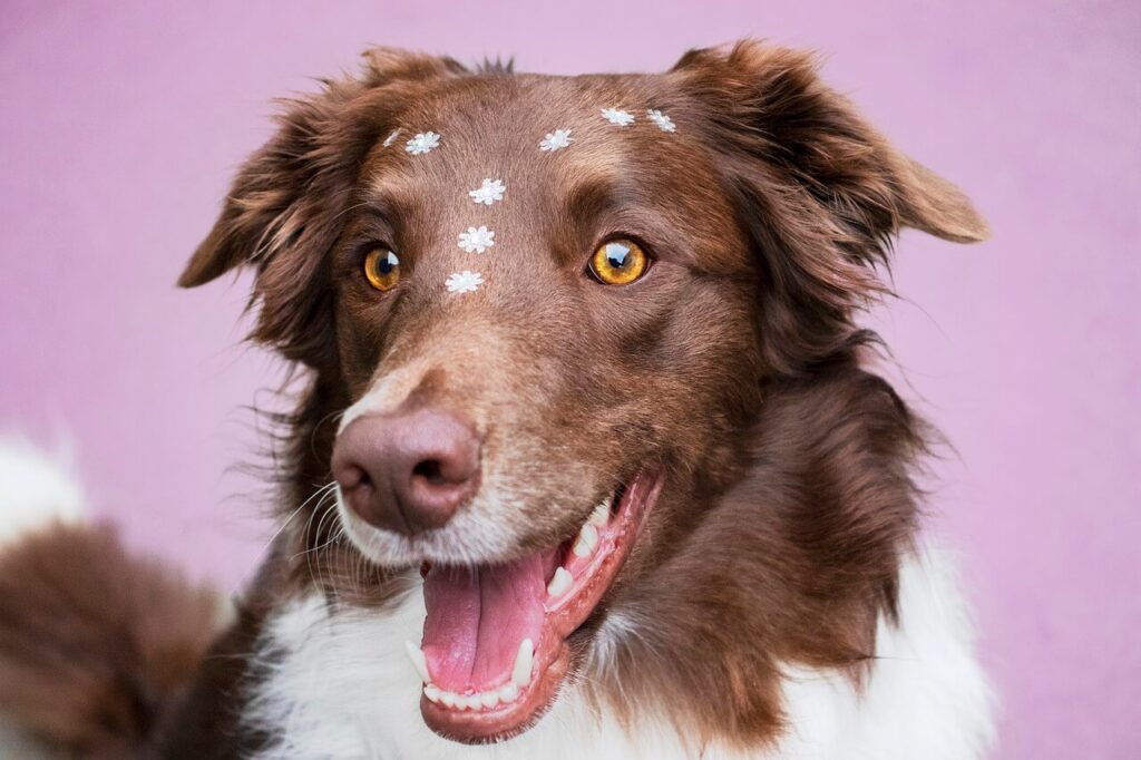 オシャレして楽しげな顔の犬の写真