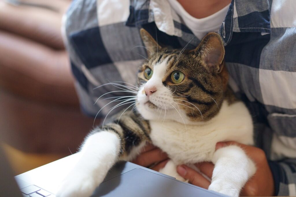 ニュースキンをやめ自宅で自分にあった仕事を見つけて猫とやばいほど幸せな時間を過ごしている男