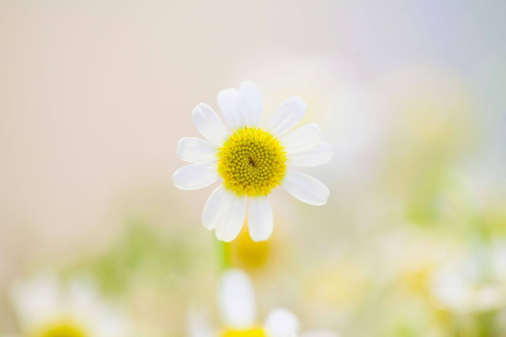 白いきれいな1輪の花が咲いている