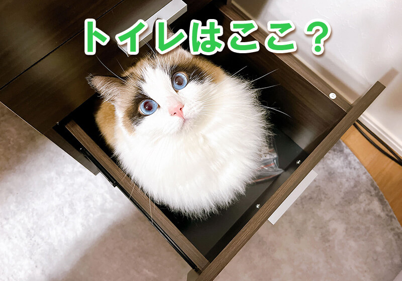 新しい全自動猫トイレに猫が慣れず、使用してくれない状況を示す画像。困惑した猫や飼い主の様子。