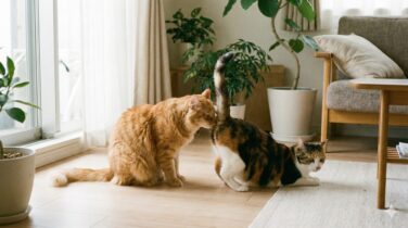 cat sniffing butt hierarchy eyecatch